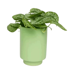 Jungalow Kiwi Green Kaya Vase By Justina Blakeney™ -Jungalow kiwiplanter2 b253b3a0 ce74 402f b369 045bc646cca7